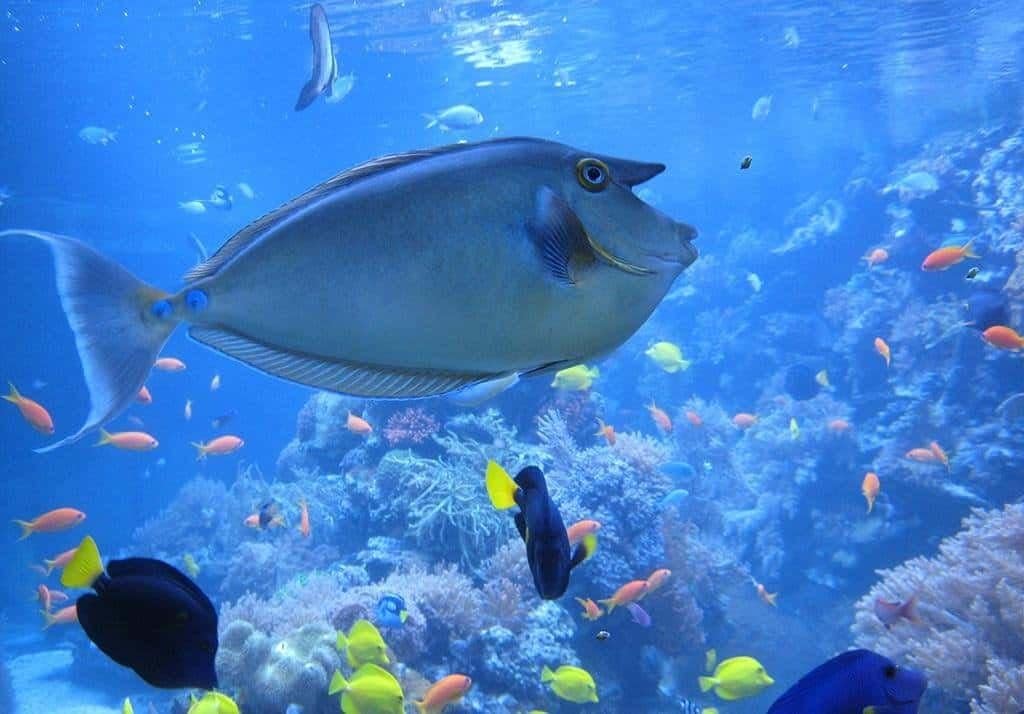 Sorties en famille à Lyon : 10 activités incontournables pour petits et grands 4 Sorties en famille à Lyon